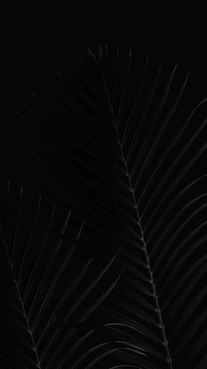 leaves, palm, bw, branches, black q samsung galaxy s6, s7, edge, note, lg g4 background HD phone wallpaper