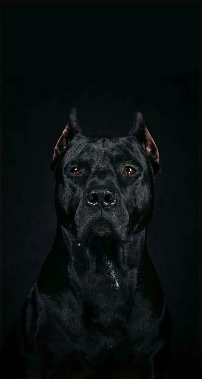 Ariel Habeck über Pitbulls. Hunde, Corso-Hund, Cane, Black Pitbull HD-Handy-Hintergrundbild