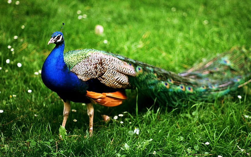 .wiki Najpiękniejszy ptak w Indiach Peacock PIC Tapeta HD