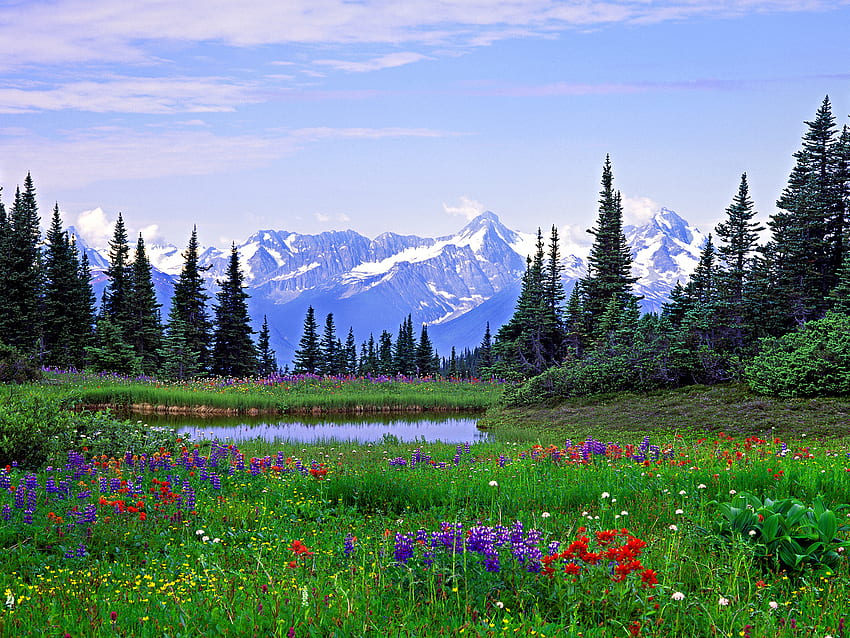 Алпийски диви цветя Скалисти планини Британска Колумбия Цветя - HD тапет