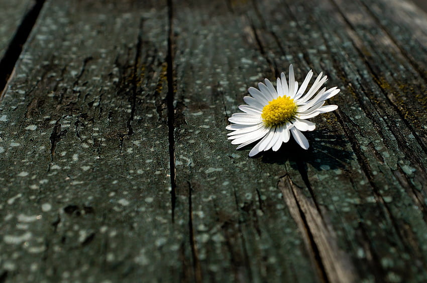 Daisy tunggal!, tunggal, putih, daisy, bunga Wallpaper HD