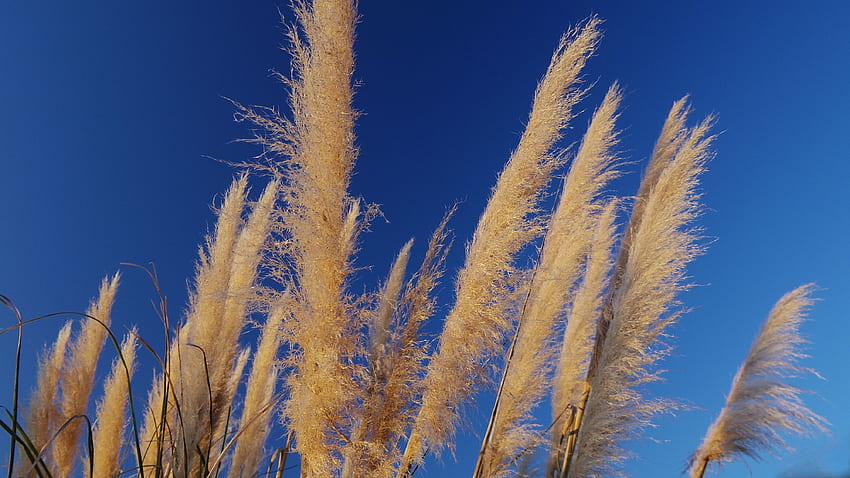 Stock of pampas grass, winter HD wallpaper | Pxfuel