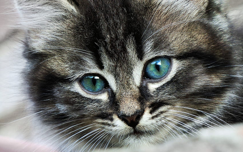 Tiere, Katze, Schnauze, Farbe, Anblick, Meinung HD-Hintergrundbild