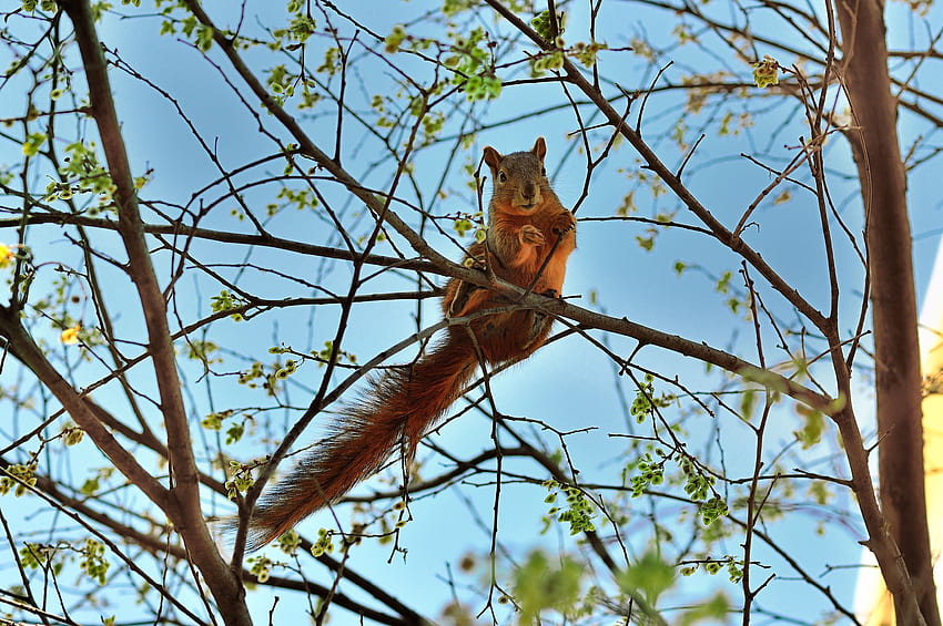 Animals, Squirrel, Wood, Tree, Animal, Spring HD wallpaper