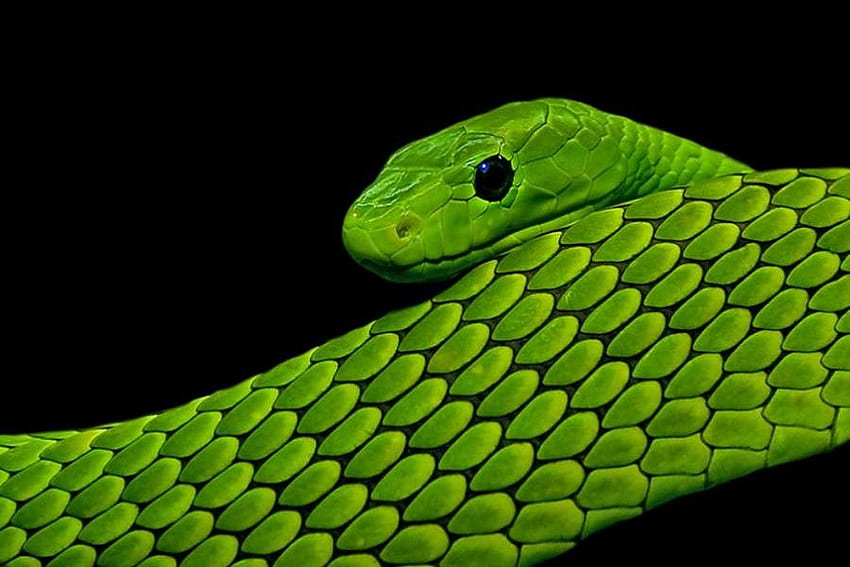 Mamba, serpente, scaglie, nero, rettile, velenoso, mamba verde Sfondo HD