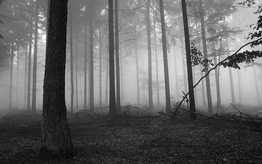 Dark Forest , Cool Dark Forest HD wallpaper