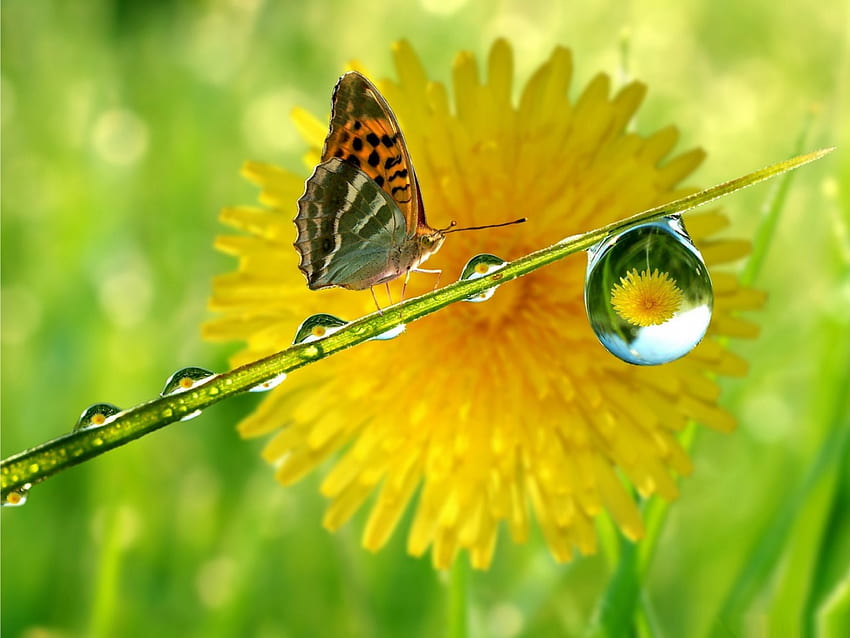 Butterfly and dandelion, summer, drop, butterfly, dandelion, spring, macro, close up HD wallpaper