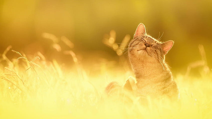 Котешка пролет, сладки пролетни котки HD тапет