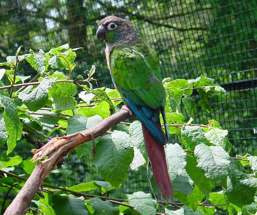 Papuga Conure o zielonych policzkach: katalog nauk biologicznych Tapeta HD