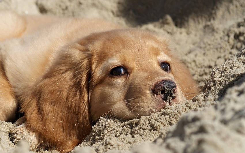 Tiere, Sand, Hund, Schnauze, Welpe, Labrador HD-Hintergrundbild