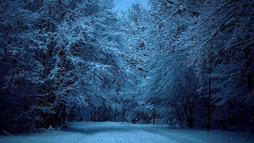 겨울 숲의 밤 을 클릭합니다. 겨울 숲, 겨울, 겨울 나무, 추운 어두운 겨울 HD 월페이퍼