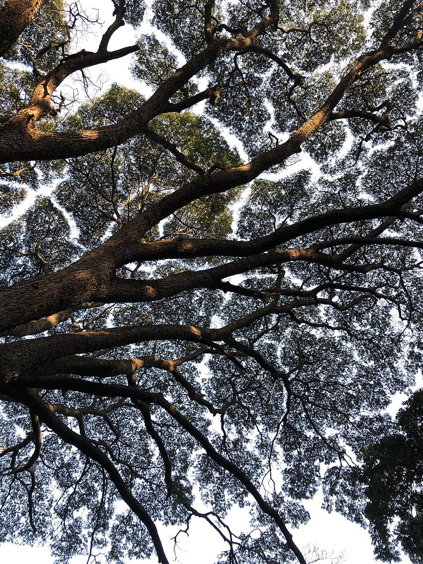 Radha - Niemożliwe jest mówienie o drzewach deszczowych bez omawiania nieśmiałości baldachimu lub nieśmiałości korony. Spójrz na te wspaniałe mapy na niebie? ♥️ wykresy z Cubbon Park Tapeta na telefon HD