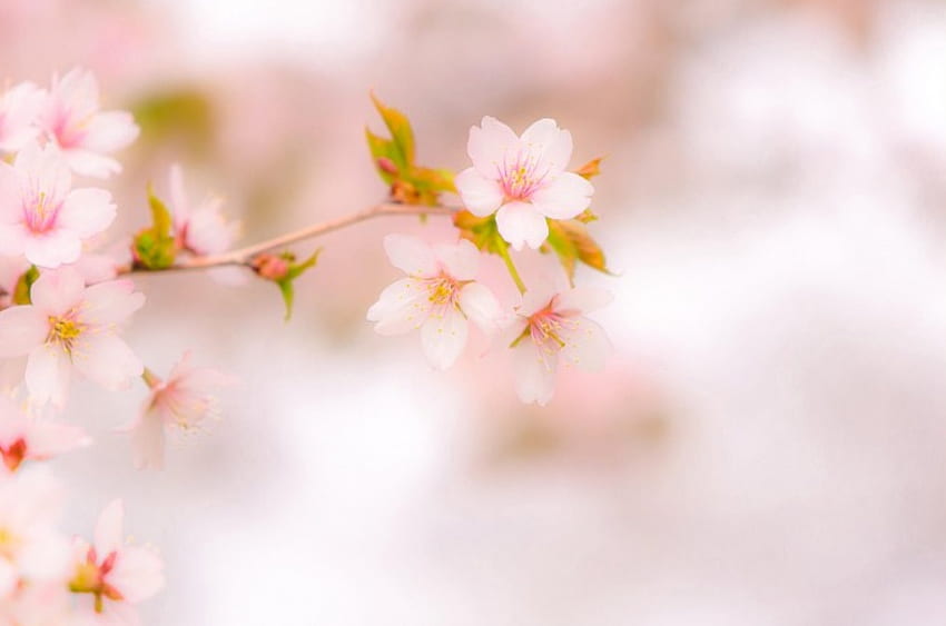 Spring, cute, beautiful, pink, flower, green, nature, flowers, , lovely HD wallpaper