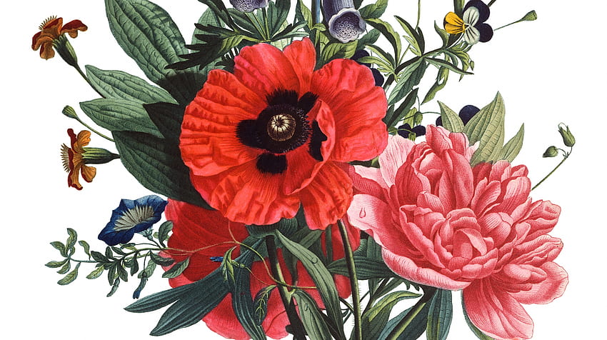 Blumen, Rosa, Mohn, Blume, Rot, Pfingstrose, Karte, Frühling HD-Hintergrundbild