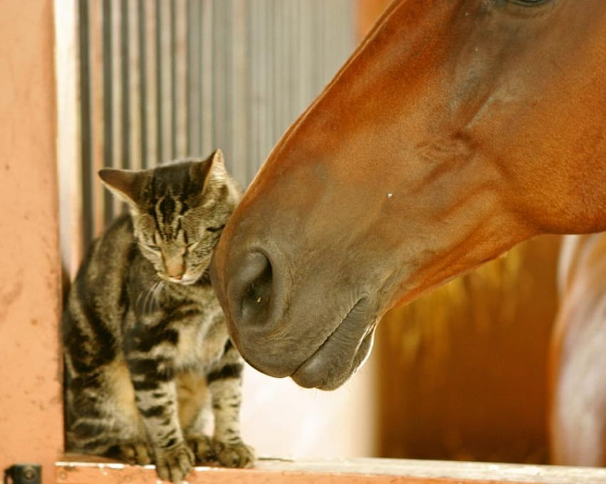Friends, kitten, horse, love HD wallpaper