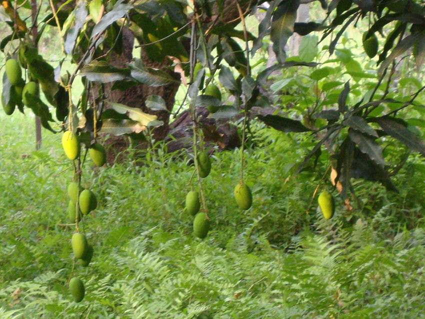 Conoscere i manghi. Filatura di un filato di vita, albero di mango Sfondo HD