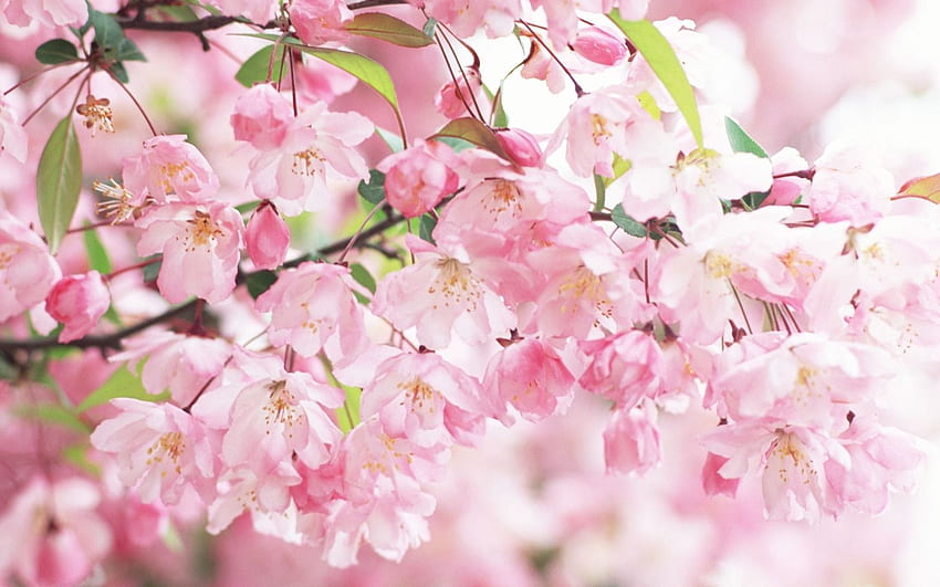 Cherry Blossom For Walls Remarkable 4 Cherry, Spring Cherry Blossom HD wallpaper