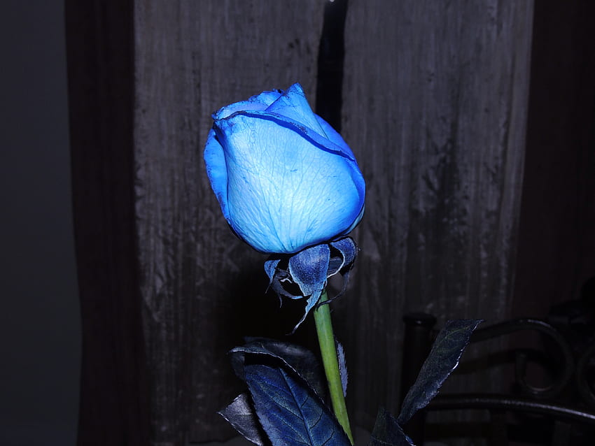 Lovely In Blue, graphy, Nature, Flower, Blue, Rose HD wallpaper | Pxfuel