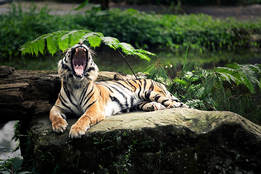Animals, Leaves, Rock, Aggression, Grin, To Lie Down, Lie, Stone, Tiger, Open Mouth HD wallpaper