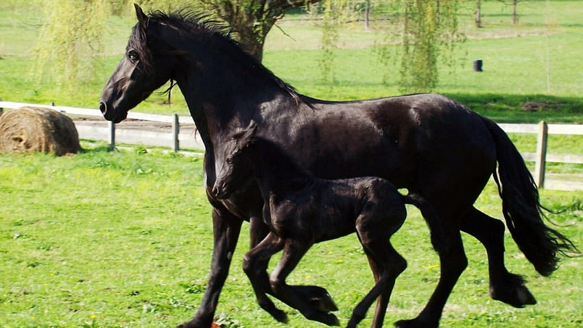 Kuda Friesian, kuda, friesian, alam, anak kuda betina, kuda poni, kuda jantan muda Wallpaper HD