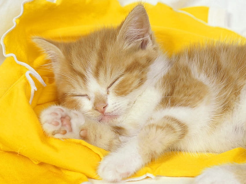 Animals, Kitty, Kitten, Cloth, Kid, Tot, Sleep, Dream HD wallpaper