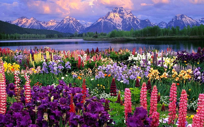 Banff, paysage de fleurs Fond d'écran HD