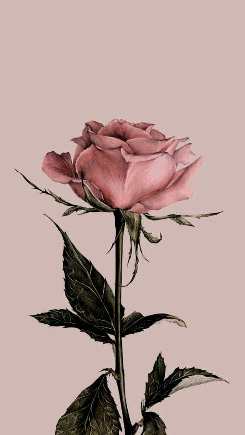 Fiore Vintage, Rosa Antica Sfondo del telefono HD