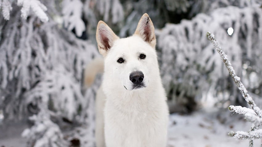 Animals, Snow, Dog, Muzzle, Eyes HD wallpaper