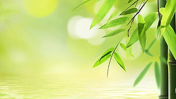 Bamboo leaf elements green background. / wodn2080. Bamboo background