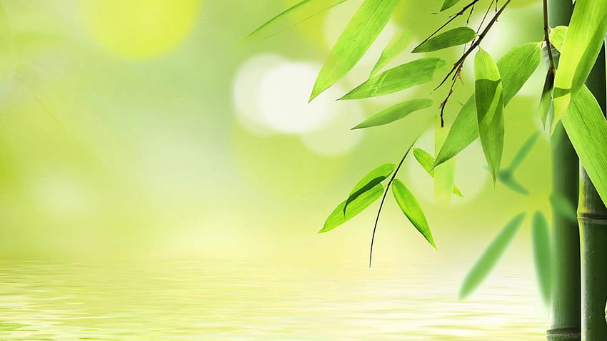 Green Bamboo Leaves Background HD wallpaper