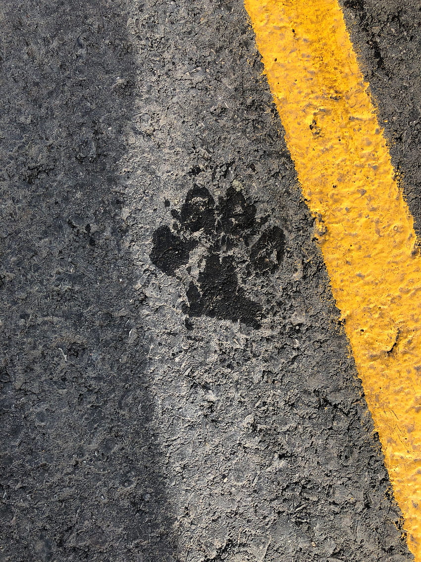 Asphalt, Texture, Textures, Track, Trace, Band, Stripe, Paw HD phone wallpaper