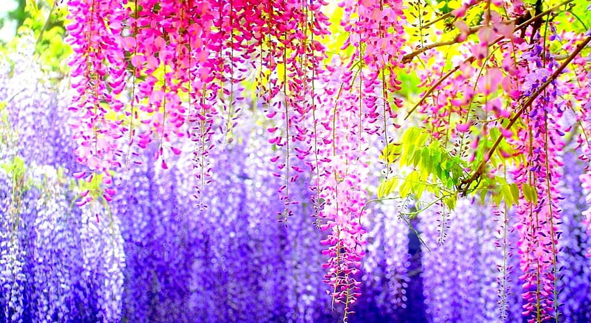 Flowers, Shine, Light, Blur, Smooth, Branches, Clusters, Bunches, Different, Wisteria HD wallpaper