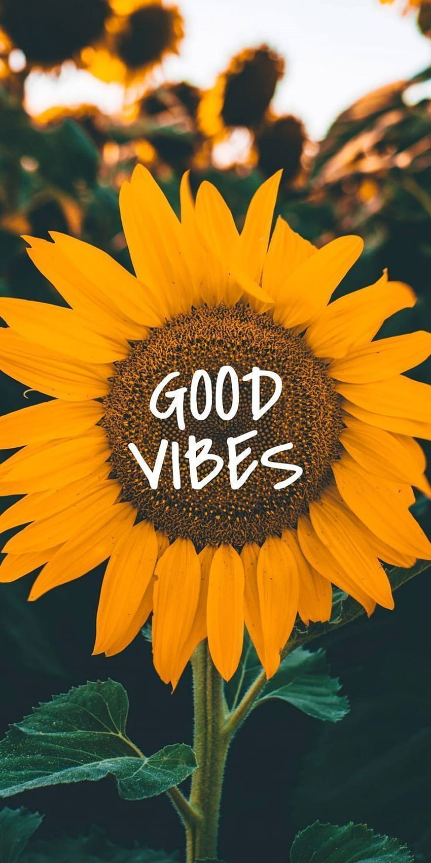 Quotes Vibes Hippie. Quotes Vibes. Sunflower iphone , Good vibes , Sunflower HD phone wallpaper