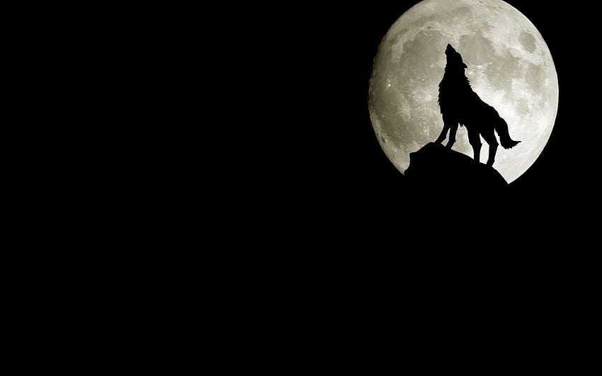 Latest Black Wolf FULL 1920×1080 For PC, The Lone Wolf Howling at Moon HD wallpaper