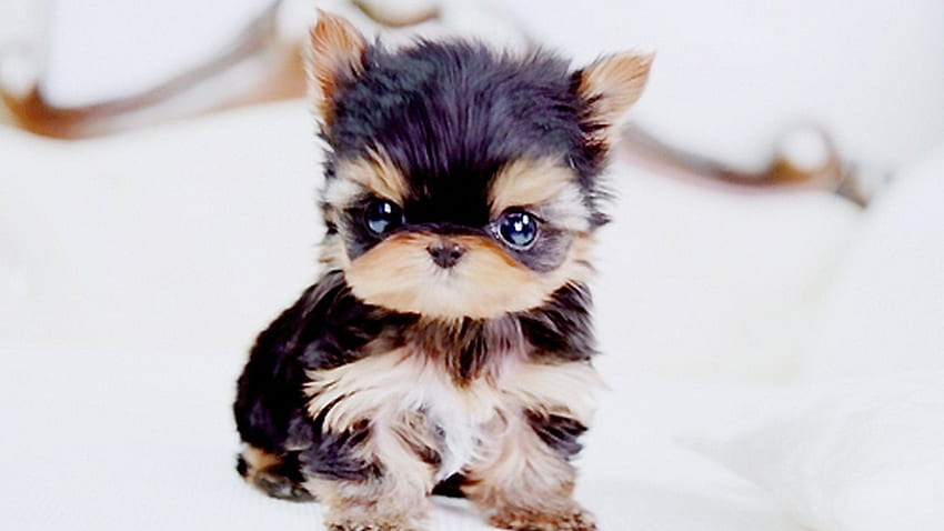 HD tiny puppies wallpapers  Peakpx