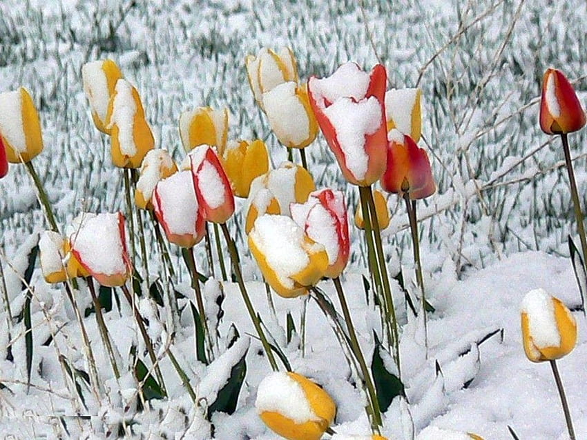 꽃: 얼음 튤립 꽃 개화 서리 눈 겨울 계절 꽃 HD 월페이퍼
