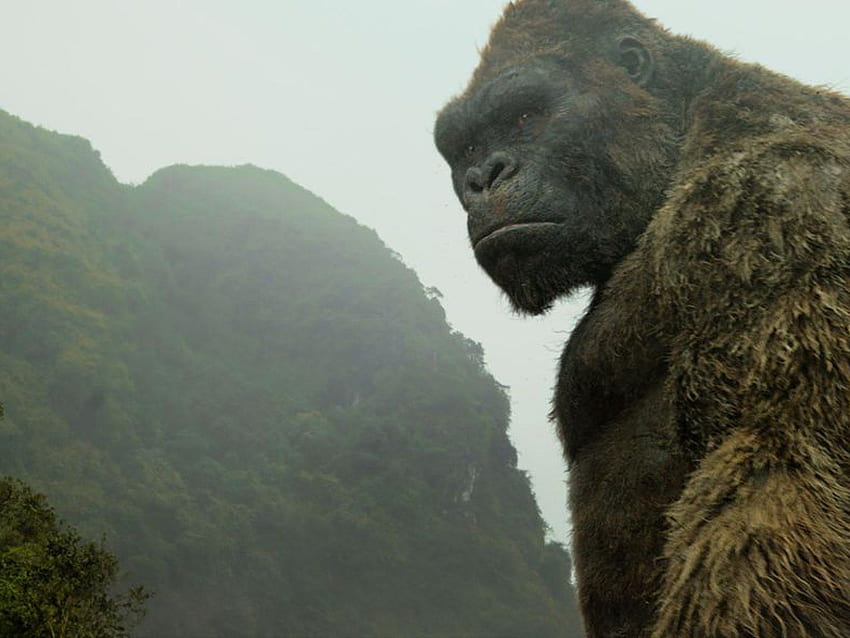 filtradas de Godzilla vs. Kong revelan el crecimiento acelerado de Ape King fondo de pantalla