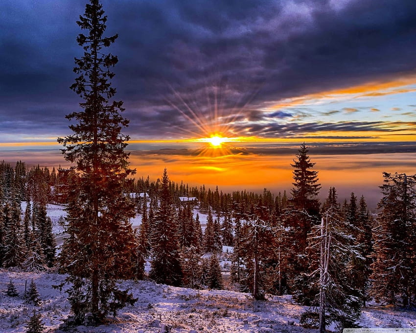 Norway Sunset Over Forest Ultra Background for U TV : Tablet : Smartphone, Christmas in Norway HD wallpaper
