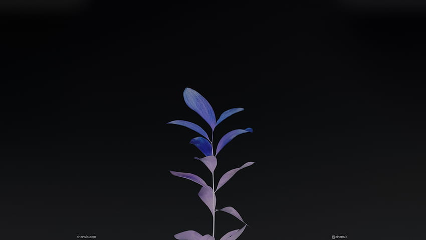Growing Up Dark minimal [] :, Растящо растение HD тапет