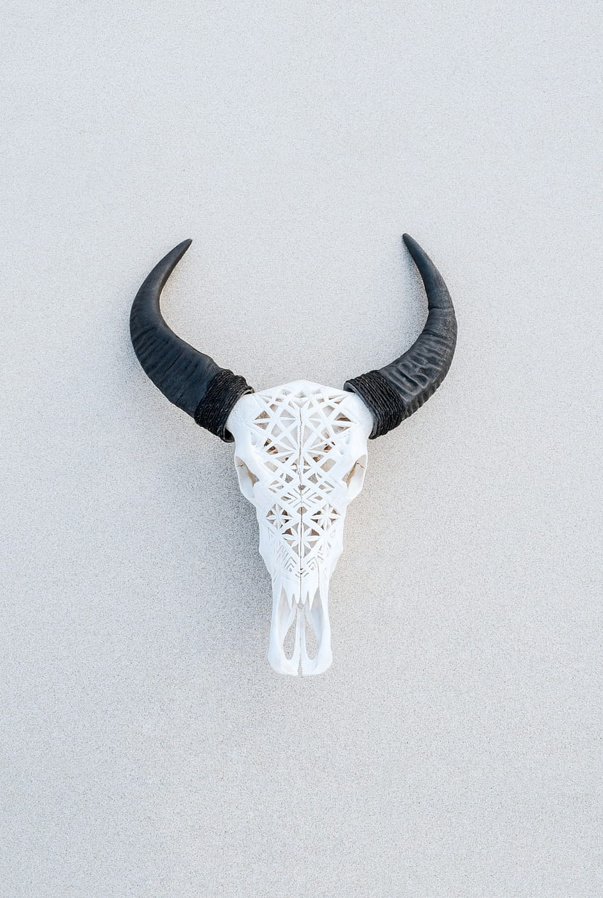 white and black animal skull wall decor – Ornament, Bull Skull HD phone wallpaper