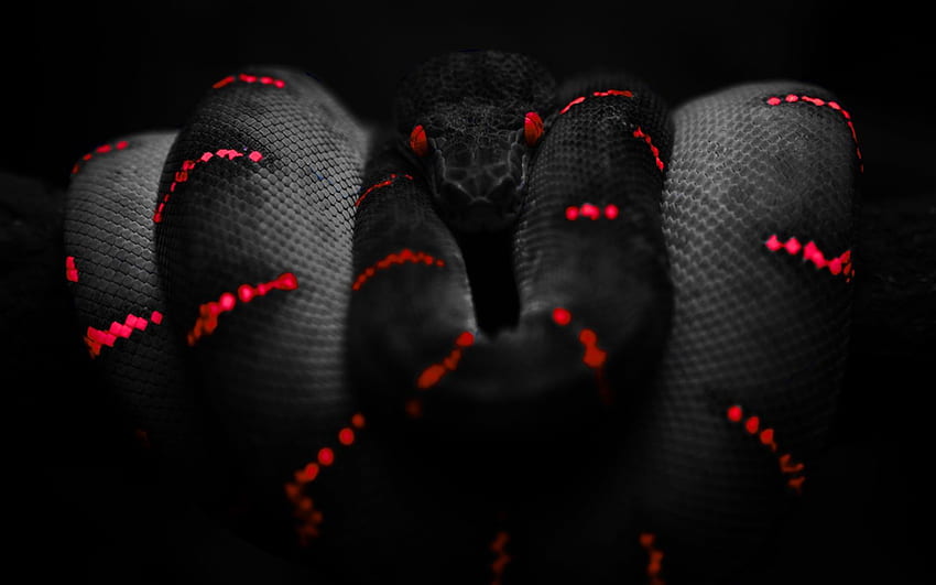 검은 뱀 붉은 뱀, 1680X1050 HD 월페이퍼