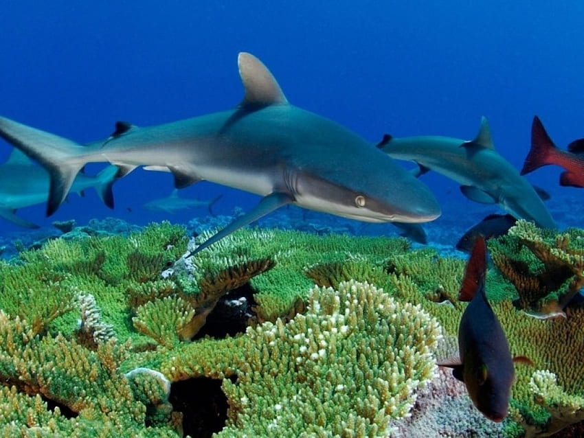 Głębokie, pływanie, rafa, rekin, błękitne morze Tapeta HD