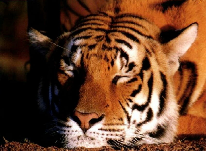 虎の昼寝、猫、野生生物、虎 高画質の壁紙