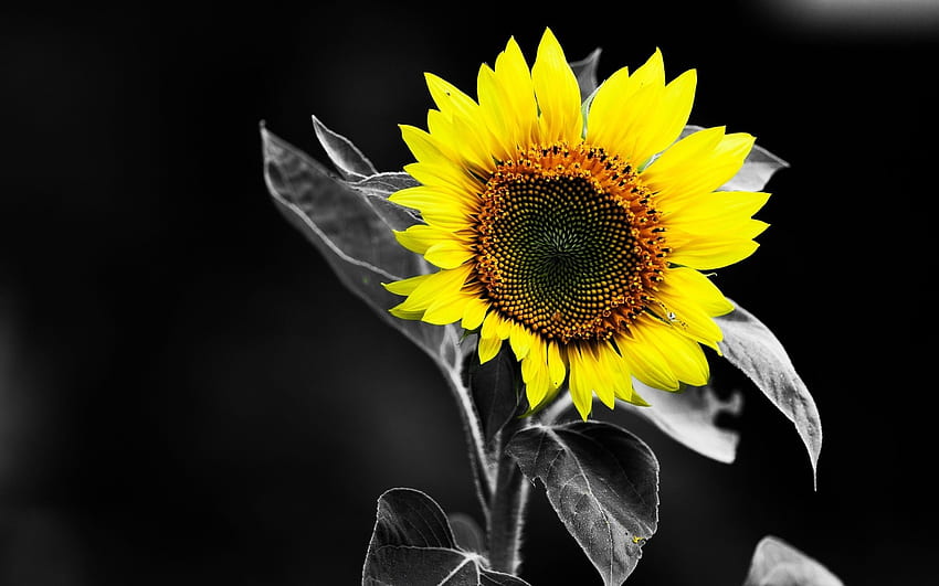 Sunflower Black and White Yellow Color [] for your , Mobile & Tablet.  Explore Nature Made Color . Nature Made Color , Made in HD wallpaper |  Pxfuel