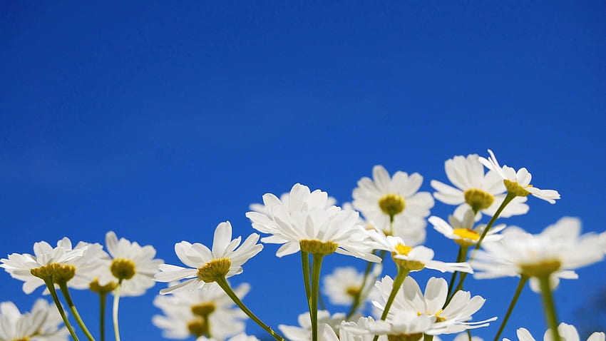 ดอกไม้ ท้องฟ้า ดอกแคมะไมล์ พืช วอลล์เปเปอร์ HD