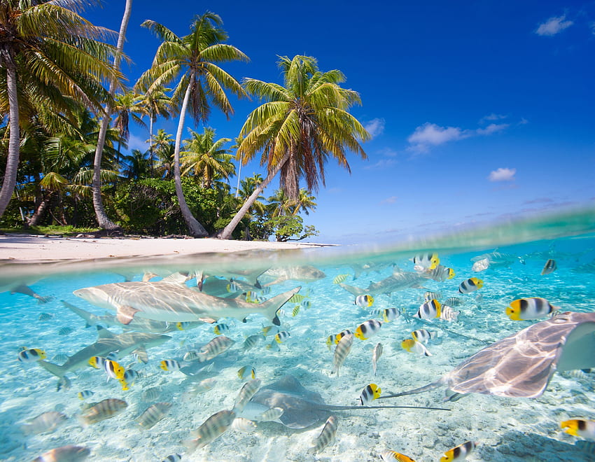Tropical Ocean Scenery afari - Tropical Beach HD wallpaper
