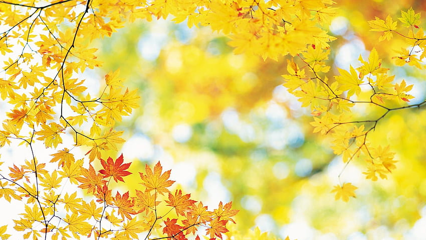 Autumn Leaves, Korean Autumn HD wallpaper