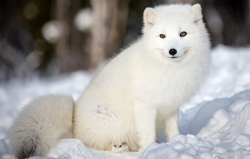 zima, las, zwierzęta, biały, twarz, śnieg, przyroda, Lis polarny Tapeta HD