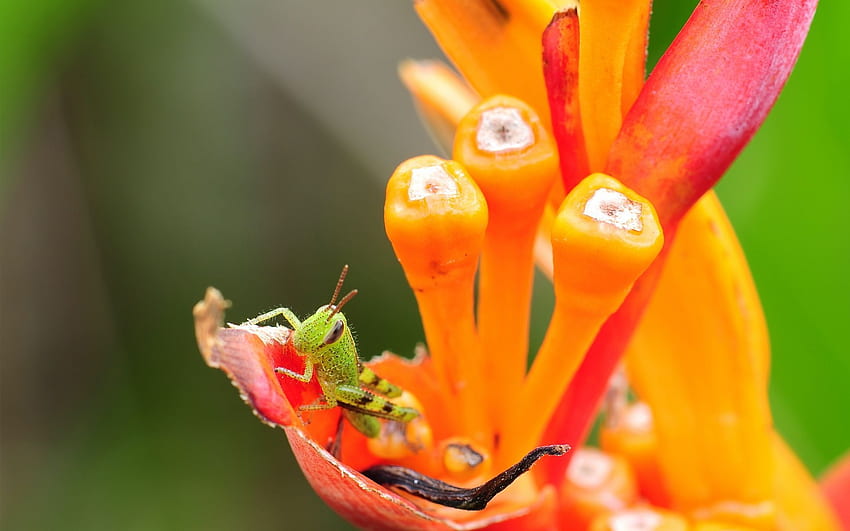 Grasshopper, flower, green, greiere, red, orange, insect HD wallpaper