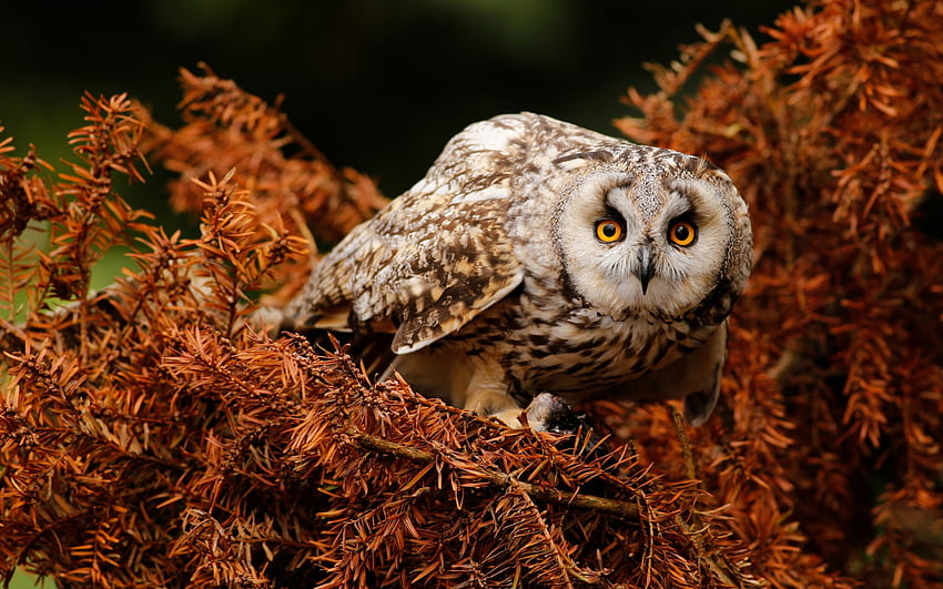 Owl, bird, bufnita, autumn, nature, pasari, orange HD wallpaper